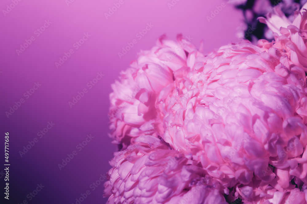 Purple flower bud petal close-up. Gentle background. Banner. Horizontal postcard with lush chrysanthemum, peony, rose or carnation. Holiday mockup design of gift certificate. Mother day card template