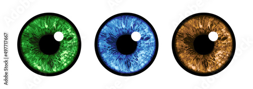 Eye Set - Vector Illustration photo