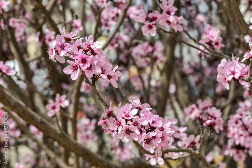 Pink flowers of a blossoming Prunus cerasifera Pissardi plum tree close-up on a blurred background photo