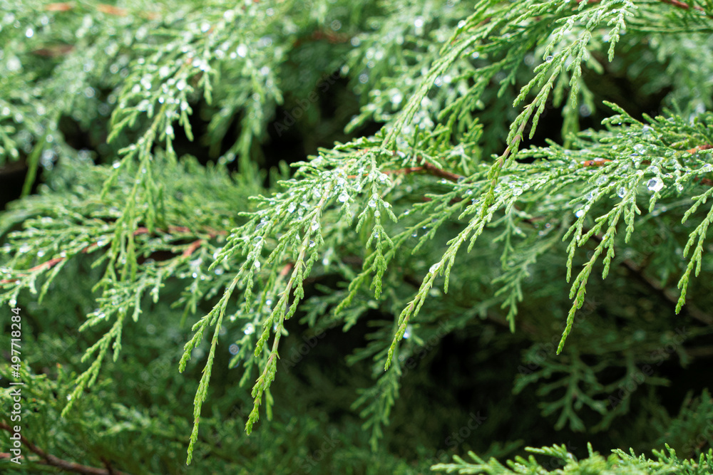 Macro Image of Green Branch of Conifer Tree Macro Image of Green Branch of Conifer Tree