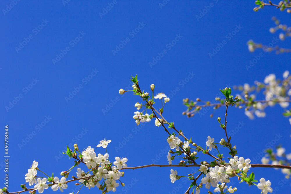 Cherries bloom in spring Cherries bloom in spring