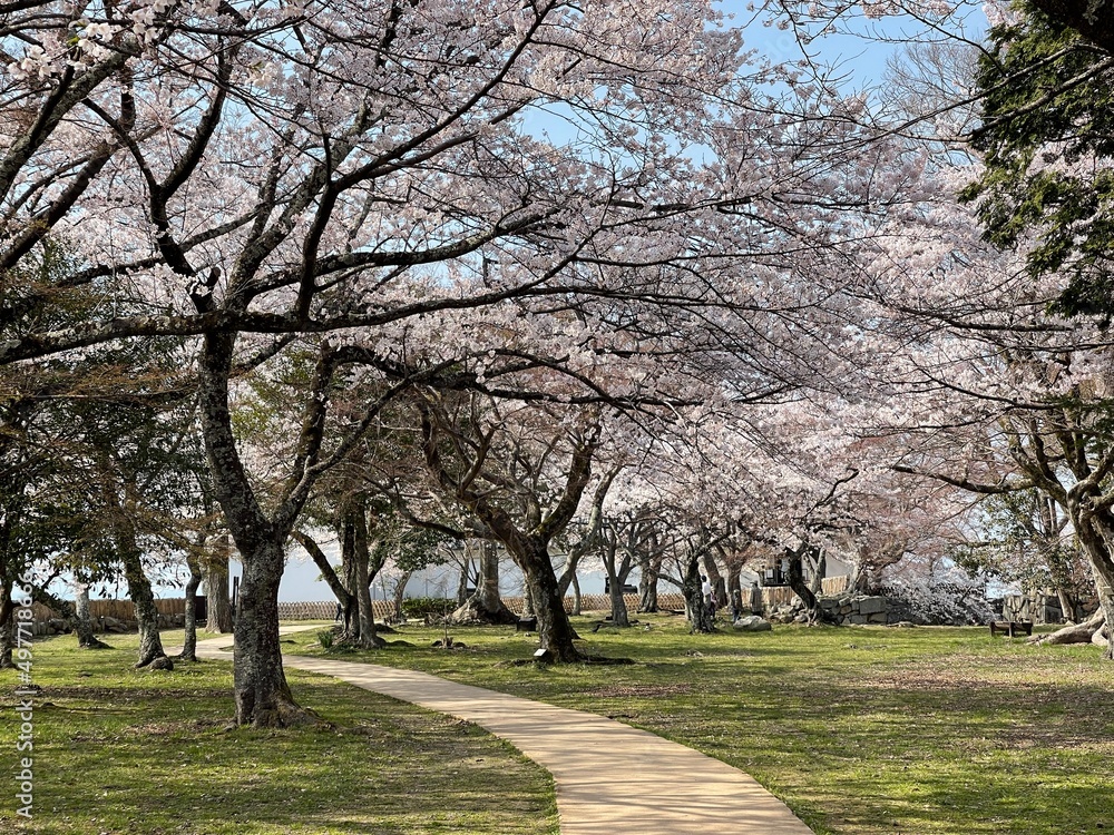 blossom trees
tree 
line of trees 
grass load
japanese cherry blossom 
blossom 
grass park 
spring 
japan 
並木道
日本
春
遊歩道

