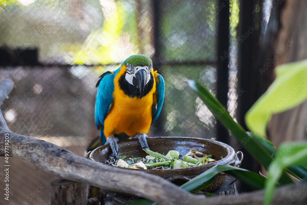 Obraz premium closeup of Macawcute cute bird and colorful of wildlife ,Blue and yellow macaw looking at camera, Animal conservation and protecting ecosystems concept.
