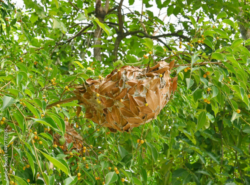 Nest of small red ants leaves iclose up .ant's net  in green view . photo