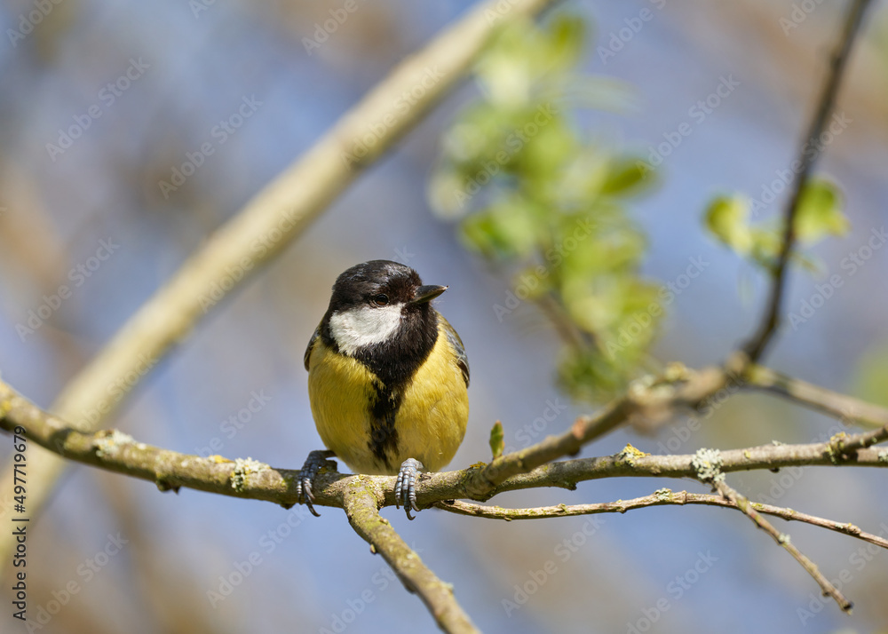 Fototapeta premium A great tit perched in the trees