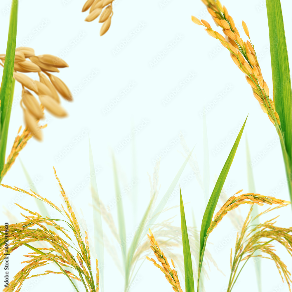 A rice field. A beautiful background of rice field useful for branding ...