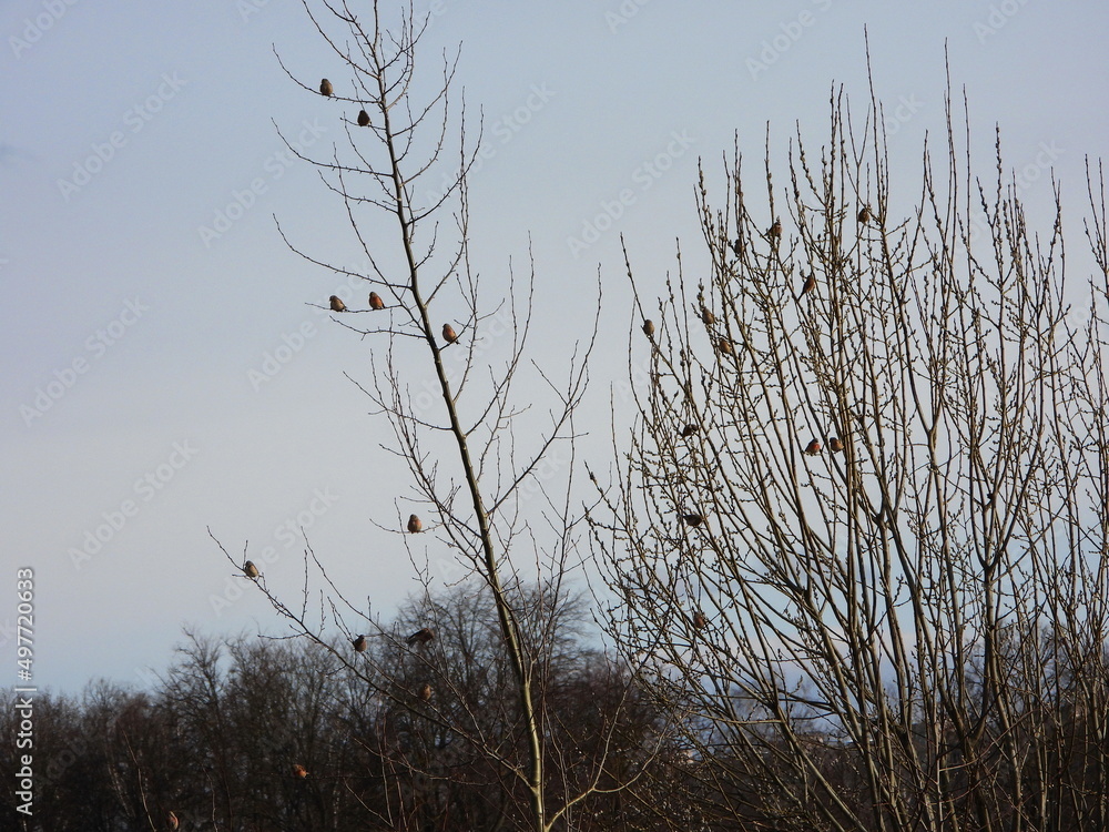 The common linnet (Linaria cannabina) is a small passerine bird of the finch family, Fringillidae. The common linnet (Linaria cannabina) is a small passerine bird of the finch family, Fringillidae.