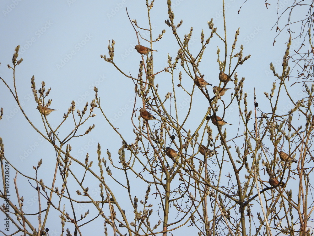 The common linnet (Linaria cannabina) is a small passerine bird of the finch family, Fringillidae. The common linnet (Linaria cannabina) is a small passerine bird of the finch family, Fringillidae.