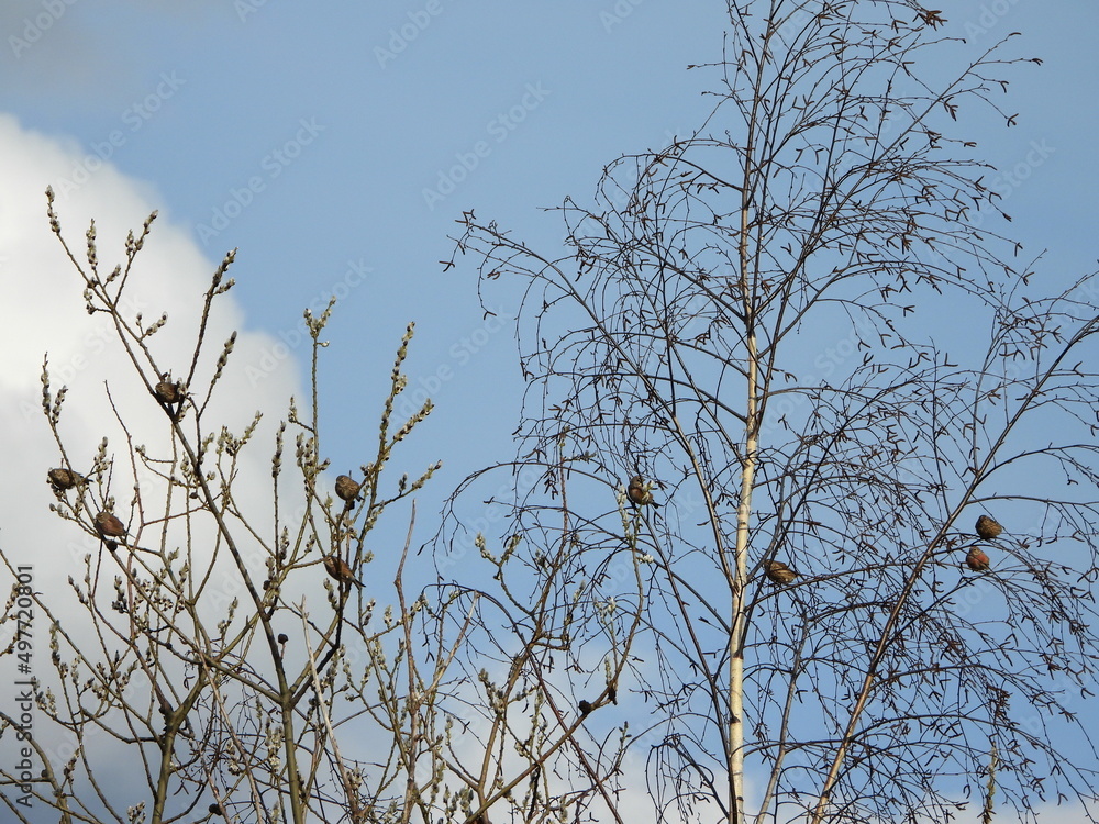 The common linnet (Linaria cannabina) is a small passerine bird of the finch family, Fringillidae. The common linnet (Linaria cannabina) is a small passerine bird of the finch family, Fringillidae.