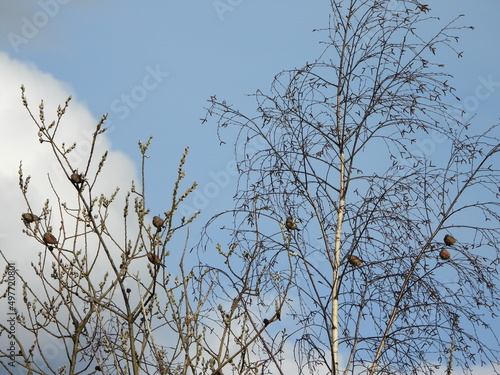 The common linnet (Linaria cannabina) is a small passerine bird of the finch family, Fringillidae.