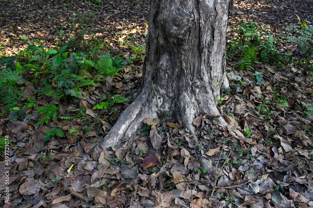 Roots of an old and big tree in the Himalyan forest