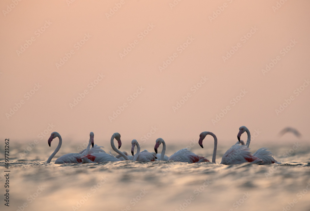 Naklejka premium Greater Flamingos in the early morning hours at Asker coast, Bahrain