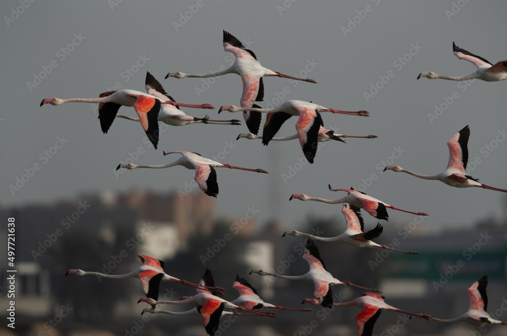 Fototapeta premium Greater Flamingos flying at Eker creek in the morning, Bahrain