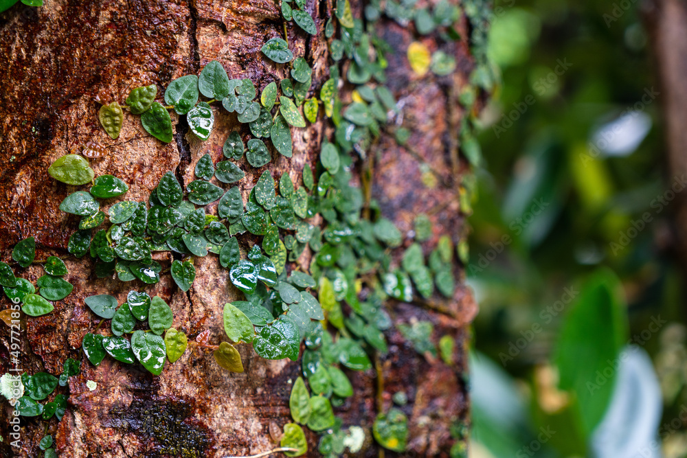 雨上がりの樹木の幹に根付く緑色のツタのクローズアップ