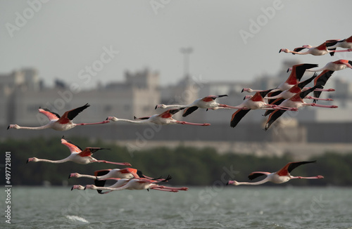 Greater Flamingos flock flying at Eker creek in the morning, Bahrain