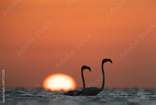 A pair of Flamingos and dramatic sunrise at Asker coast, Bahrain
