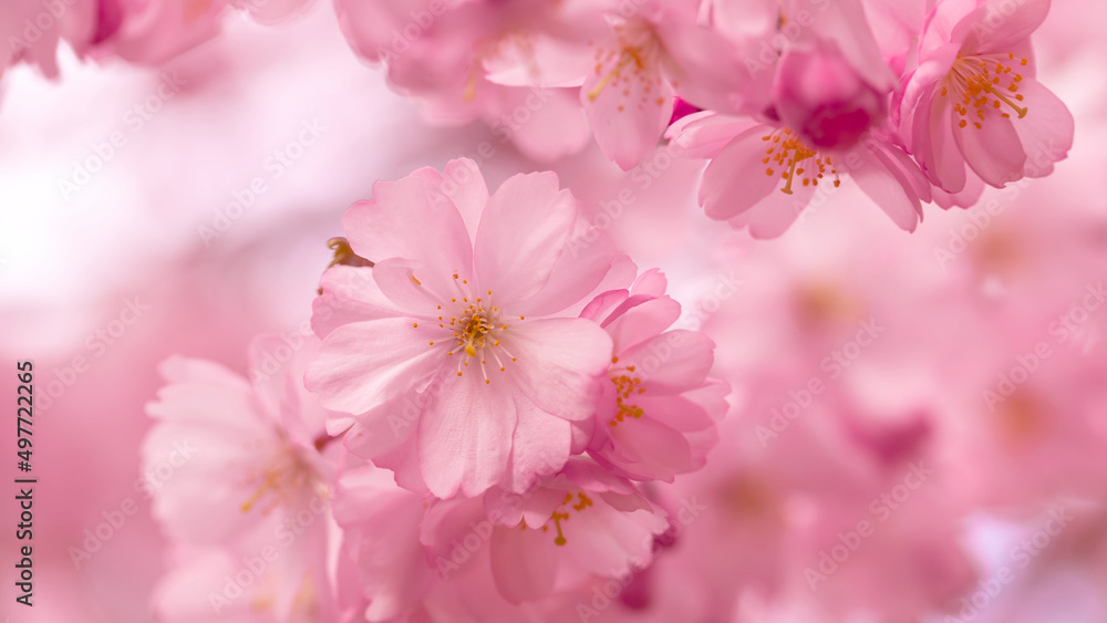 Pink sakura flowers in spring.