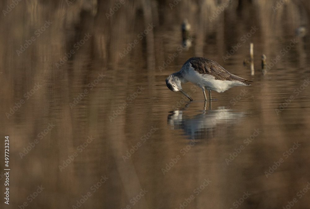 Common Greenshank preening at Asker Marsh, Bahrain Common Greenshank preening at Asker Marsh, Bahrain