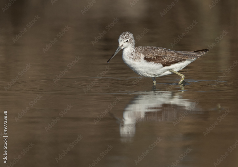 Common Greenshank feeding at Asker Marsh, Bahrain Common Greenshank feeding at Asker Marsh, Bahrain