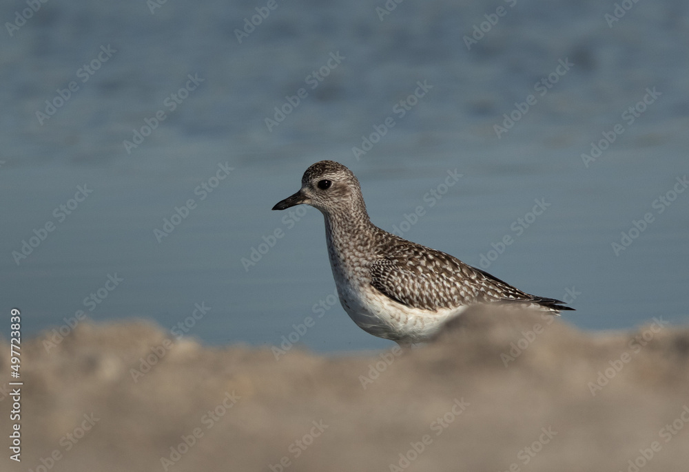 Obraz premium Grey plover at Asker marsh, Bahrain