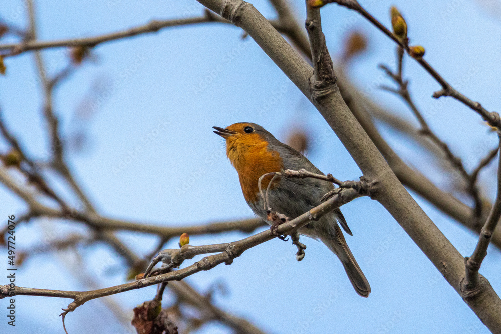 European Robin perched on a tree branch European Robin perched on a tree branch