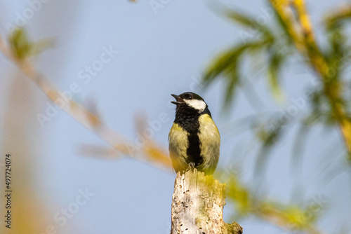 Great Tit perched on a tree branch photo