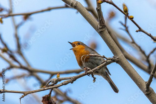European Robin perched on a tree branch © philippe paternolli