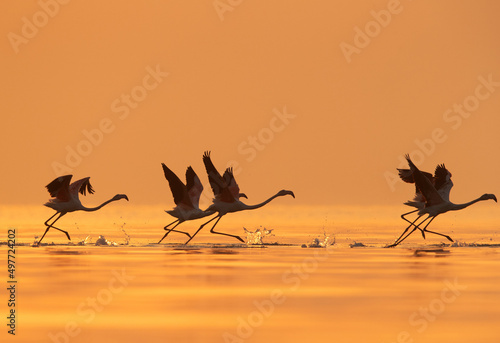 Silhouette of Greater Flamingos takeoff at Asker coast during sunrise  Bahrain