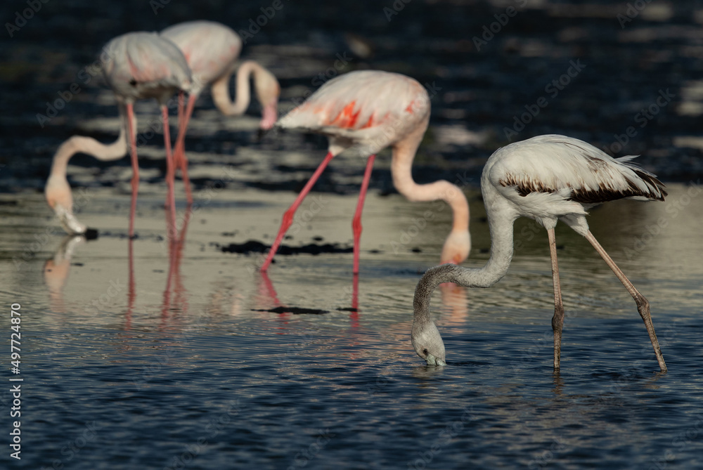 Obraz premium Greater Flamingos feeding at Tubli bay in the morning, Bahrain