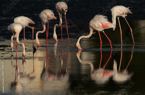 Greater Flamingos feeding with dramatic reflection on water, at Tubli bay in the morning, Bahrain