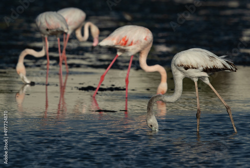 Greater Flamingos feeding at Tubli bay in the morning, Bahrain © Dr Ajay Kumar Singh
