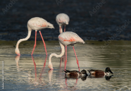 Northern Shovelers feeding at Tubli bay with flamingos at the backdrop, Bahrain