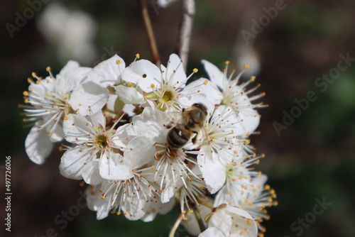 Plum flowers in the spring