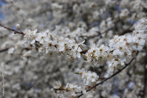Plum flowers in the spring
