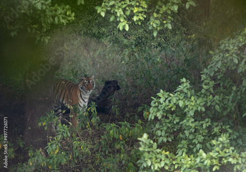 Tigress inside the dense jungle at Ranthambore Tiger Reserve, India photo