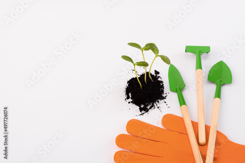 Cucumber sprouts in a handful of earth. Protective orange gardening gloves, mini tools for transplanting flowers. On a white background. a place to copy.