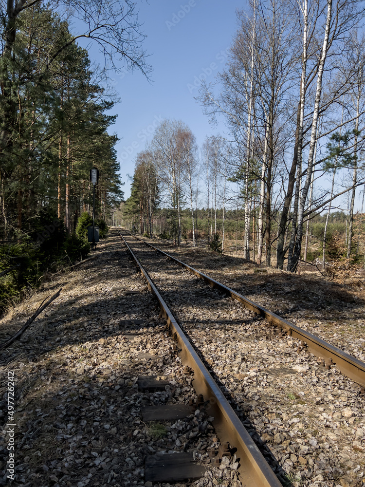 Railway track leading through the forest