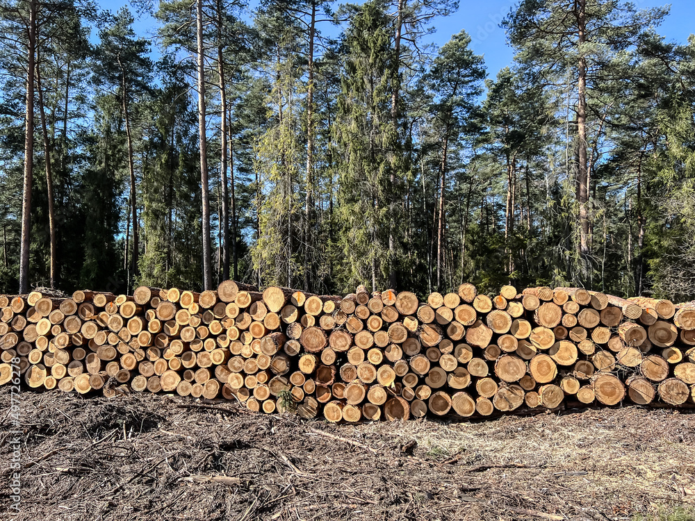 Storage of wood prepared for transport from the forest on piles