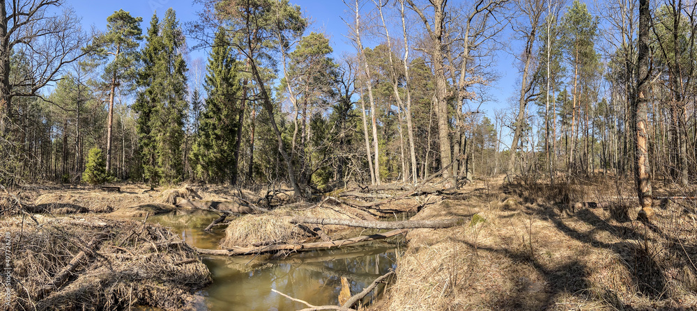 Devastation of forest areas by the activity of beavers Devastation of forest areas by the activity of beavers