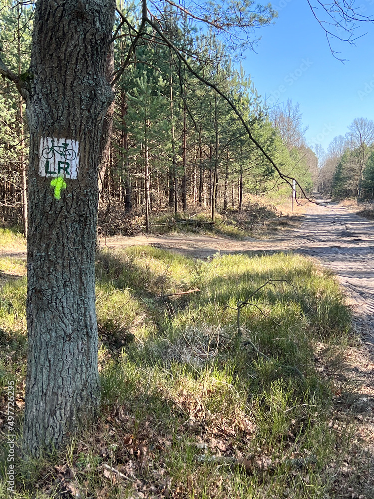 A forest bicycle path with a surface damaged by the passage of forest vehicles