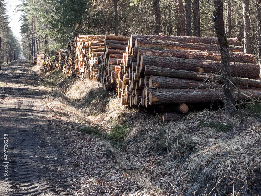 Storage of wood prepared for transport from the forest on piles Storage of wood prepared for transport from the forest on piles