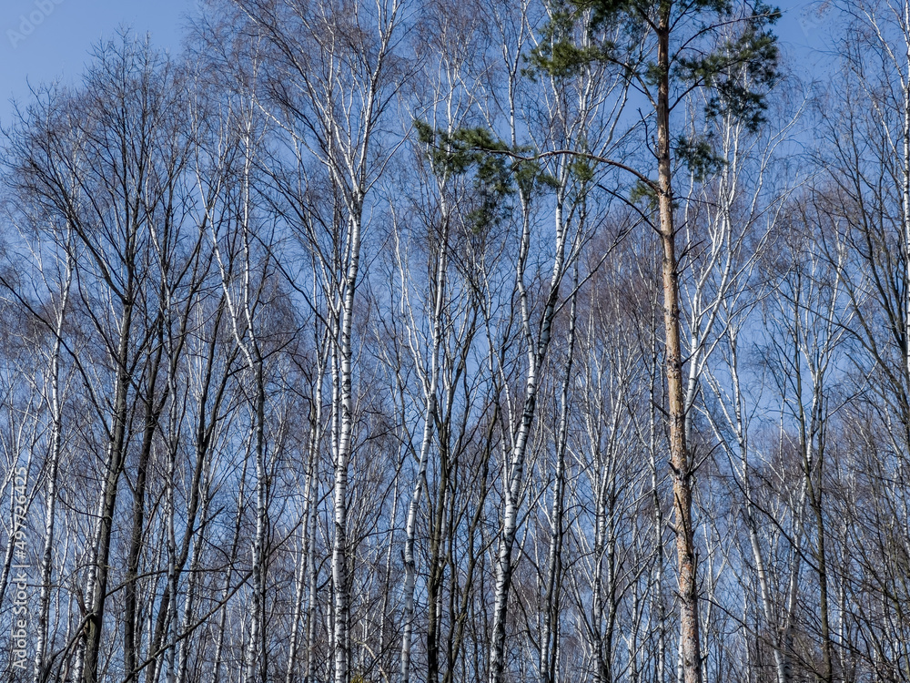 Birch forest in early spring without leaves, in sunny weather Birch forest in early spring without leaves, in sunny weather