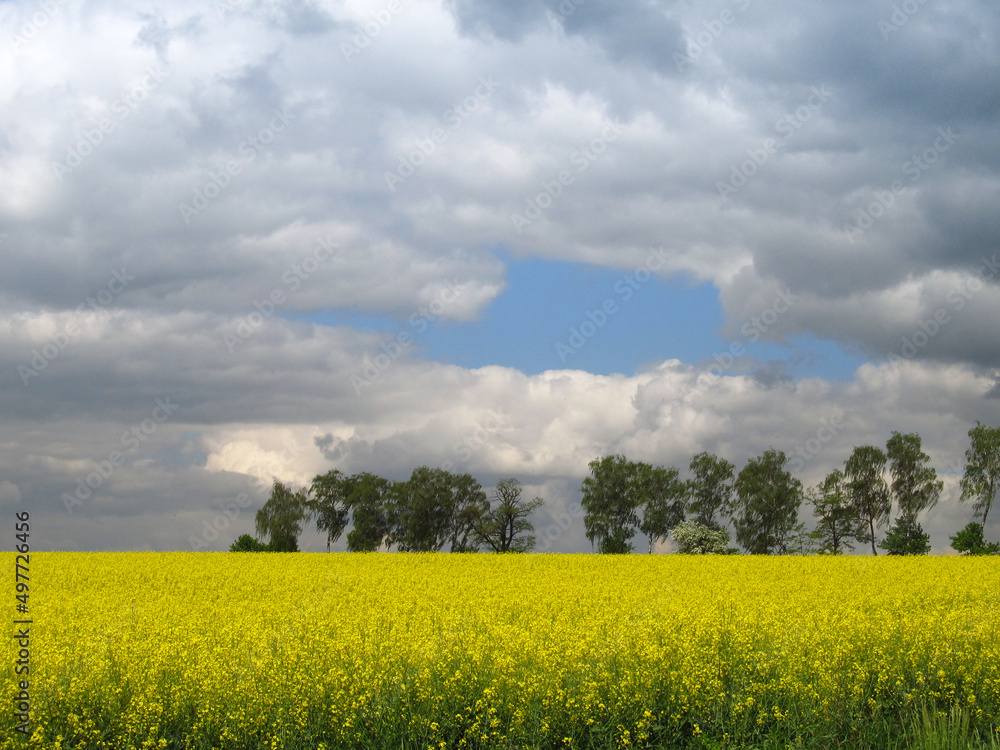 yellow field of rape in spring