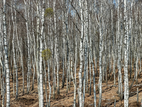 Birch forest in early spring without leaves, in sunny weather