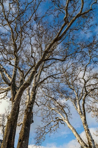 trees and sky