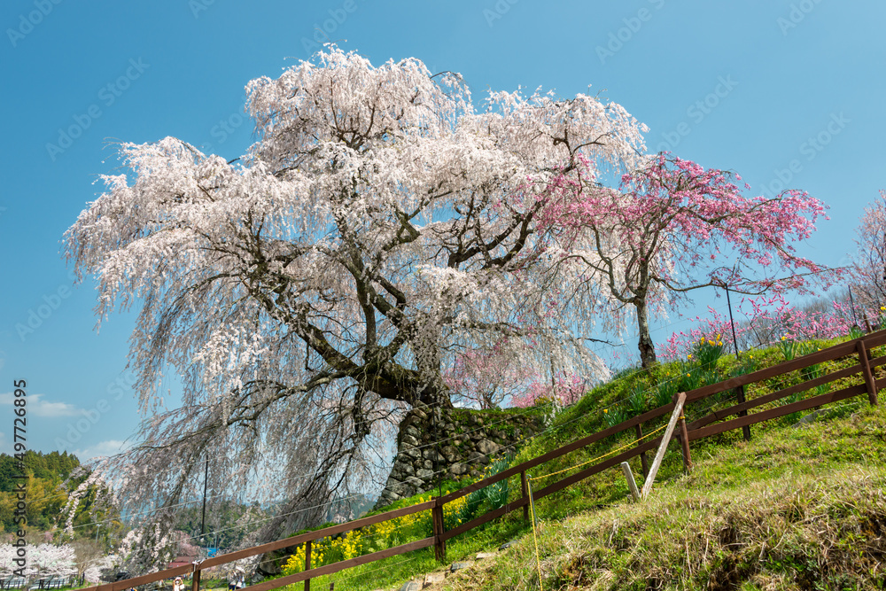 Full blooming of three hundred year old cherry tree in Uda city, Nara, Japan Full blooming of three hundred year old cherry tree in Uda city, Nara, Japan
