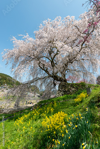 Full blooming of three hundred year old cherry tree in Uda city, Nara, Japan photo