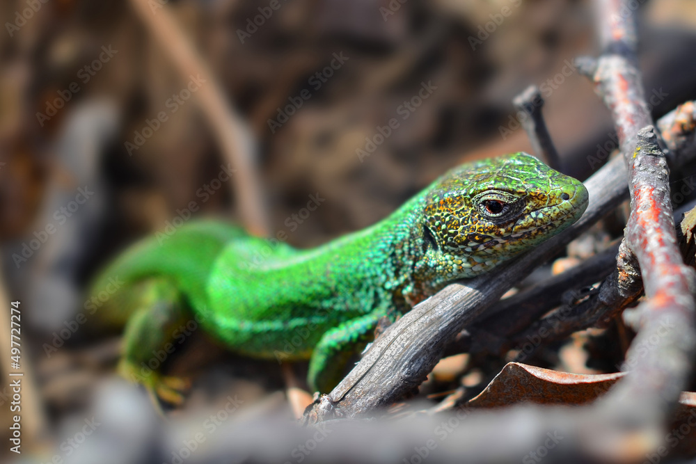 Fototapeta premium Green lizard on the ground, focus on the head