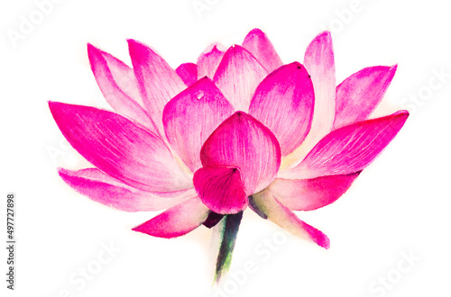 Lotus flower, macro, close-up, side view, watercolor drawing, realism, white background.
