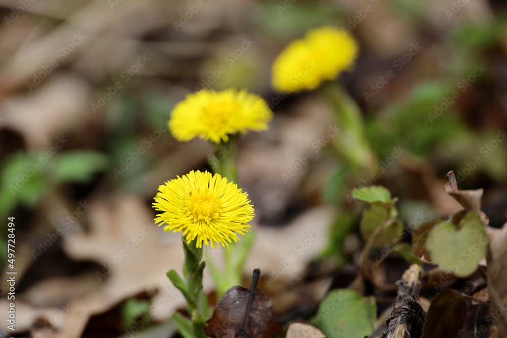 Coltsfoot flowers in spring forest. Blooming Tussilago farfara at april Coltsfoot flowers in spring forest. Blooming Tussilago farfara at april
